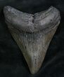 Megalodon Tooth - Georgia River Find #7832-1